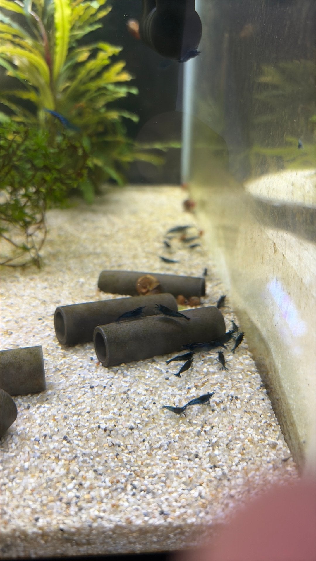 Blue dream garnalen, Dieren en Toebehoren, Kreeft, Krab of Garnaal