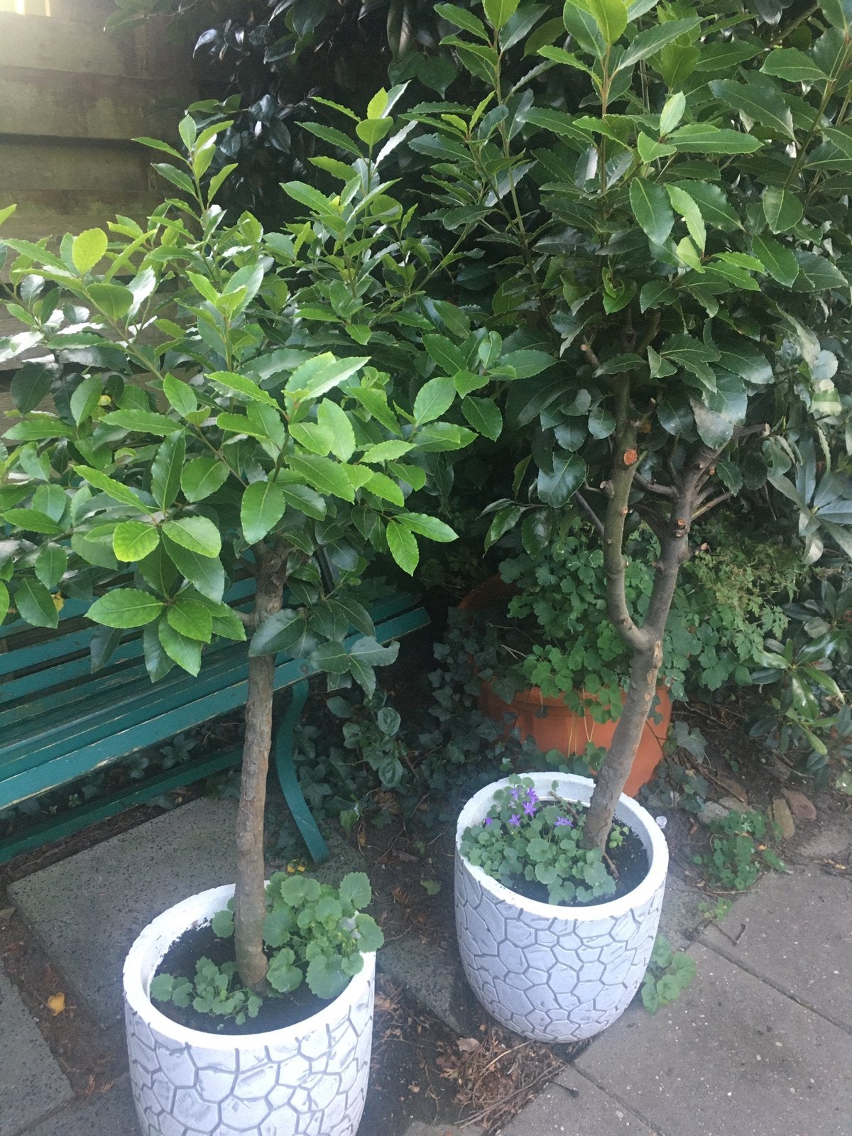 Echte laurier. Laurus nobilis. Eetbaar in pot. 2x, Bloeit niet, Halfschaduw, Overige soorten, 100 tot 250 cm
