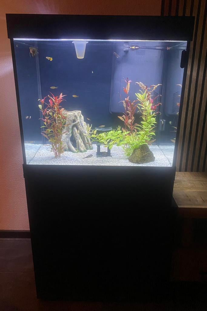 Aquarium juwel Lido 200L, Ophalen, Zo goed als nieuw, Gevuld zoetwateraquarium