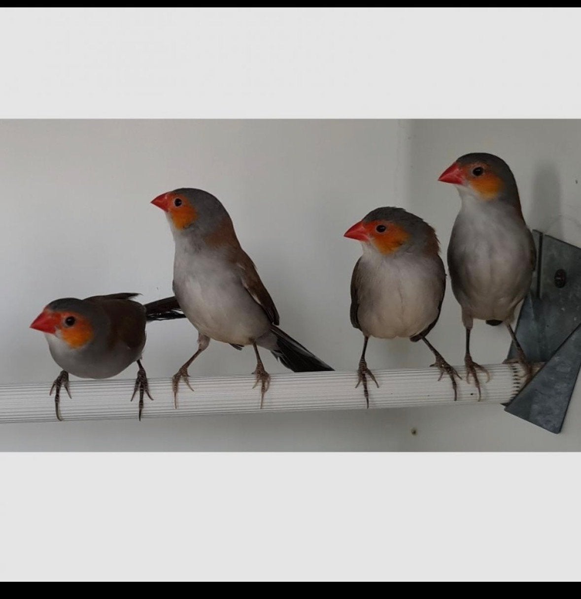 Prachtige oranjekaakje koppel, Dieren en Toebehoren, Vogels | Overige Vogels, Meerdere dieren