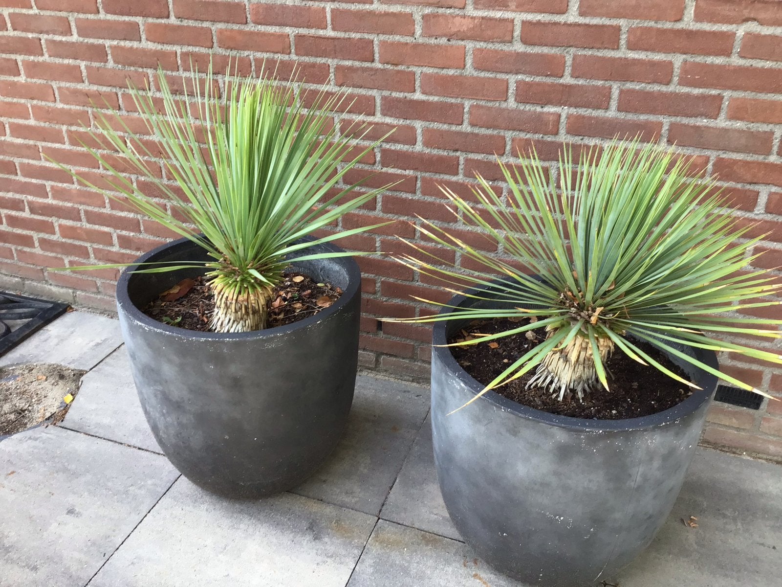 Yucca Rostrata plant in pot, ca. 1 meter hoog. 2 stuks, Ophalen of Verzenden, Overige soorten, Volle zon