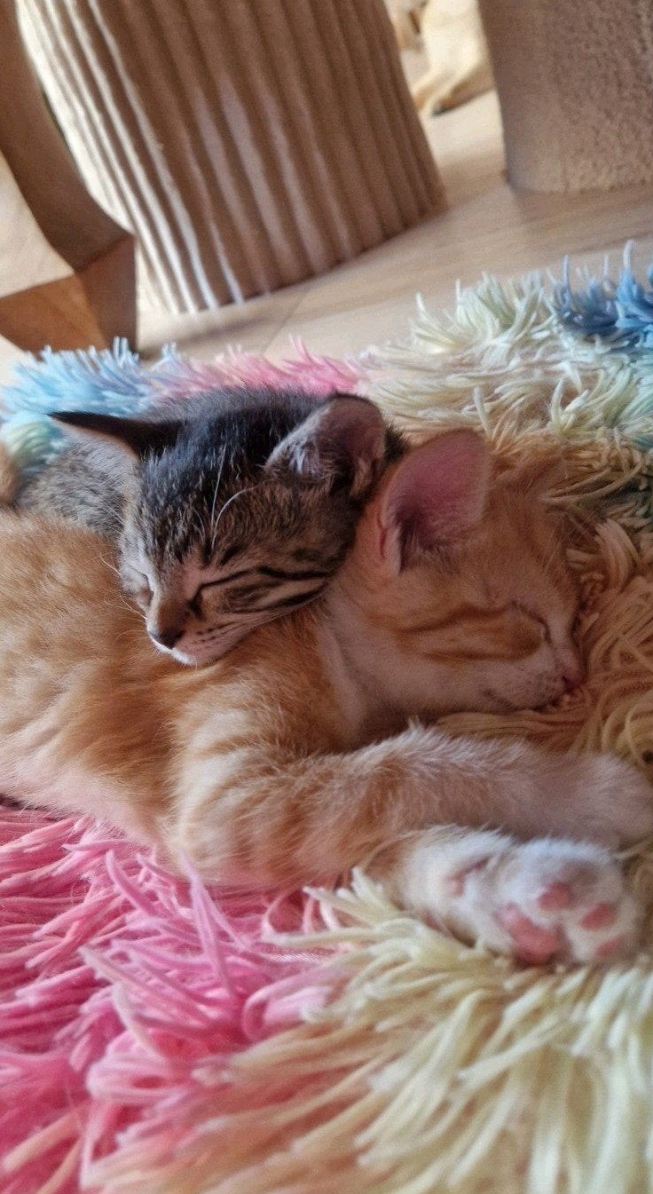 Kittens Papa Britse langhaar,Mama is half Ragdoll x korthaar, Meerdere dieren, Kortharig, 0 tot 2 jaar