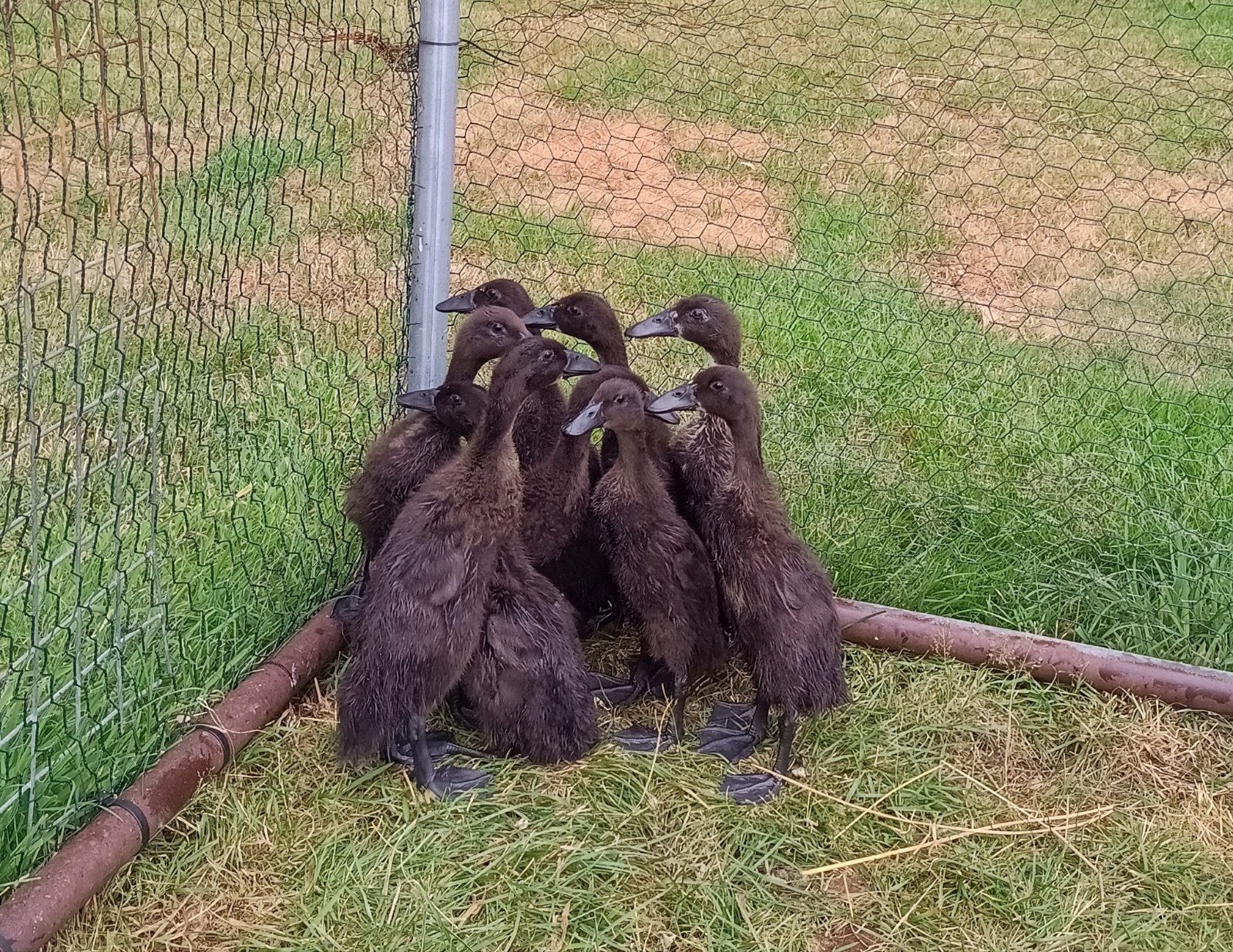 Zwarte loopeenden kuikens 4 weken oud, Dieren en Toebehoren, Pluimvee, Geslacht onbekend, Eend
