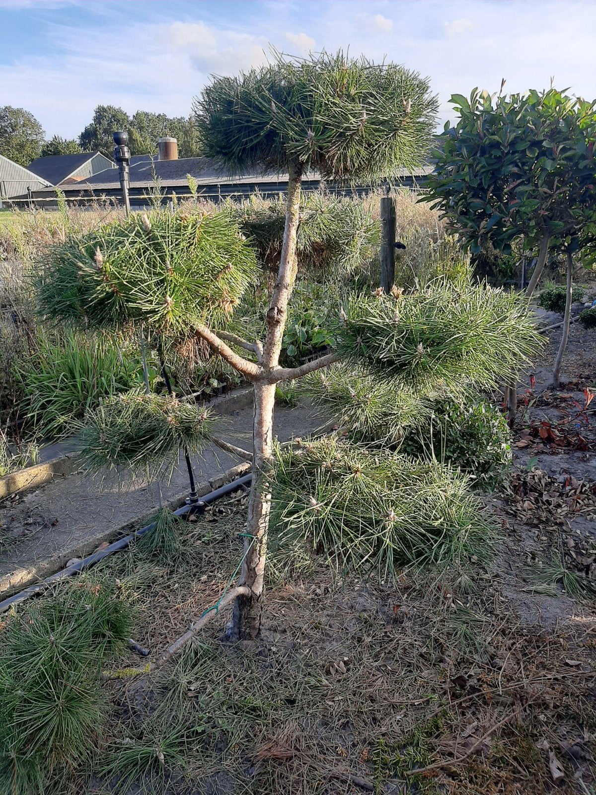 Pinus Nigra Nigra Tuinbonsai voor Oosterse Tuinen vanaf €165, Tuin en Terras, Planten | Bomen, Ophalen of Verzenden
