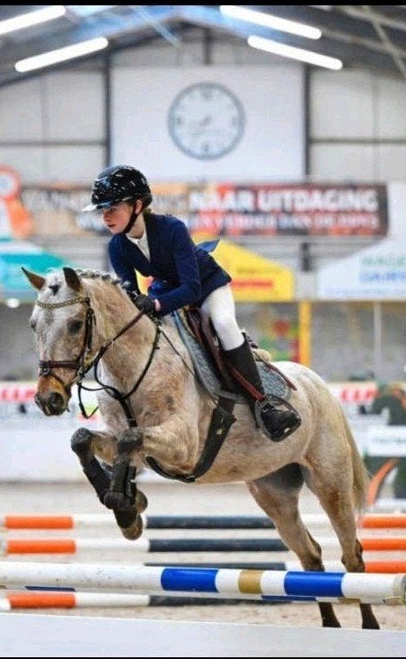 Allround C pony ruin, Gechipt, Ruin, 7 tot 10 jaar, Recreatiepony