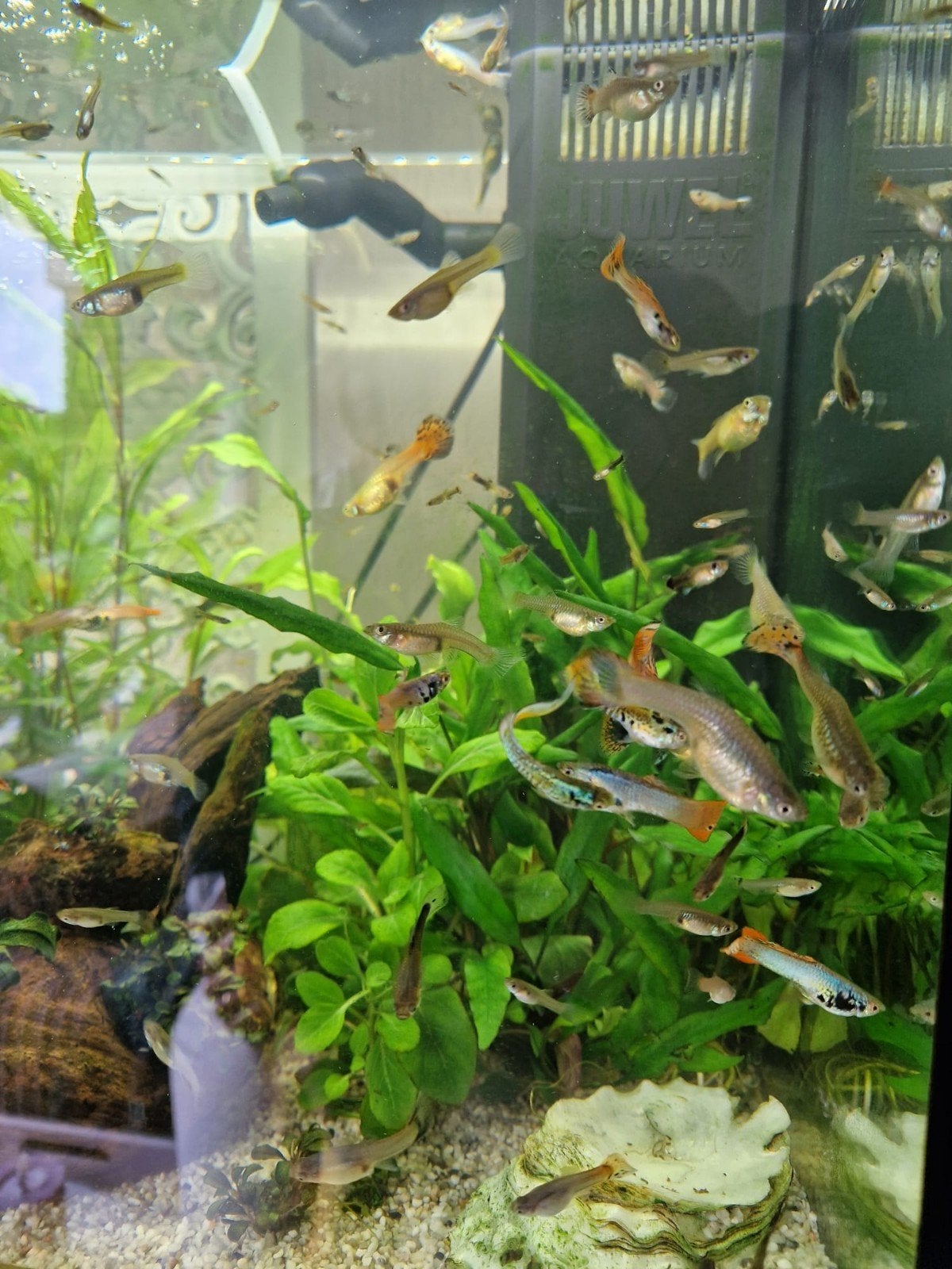 Guppen, Dieren en Toebehoren, Vis