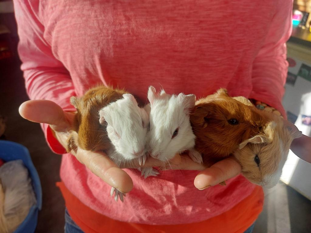 Cuy reuzencavia beeren mogen vanaf Juli verhuizen, Mei, Meerdere dieren, Cavia