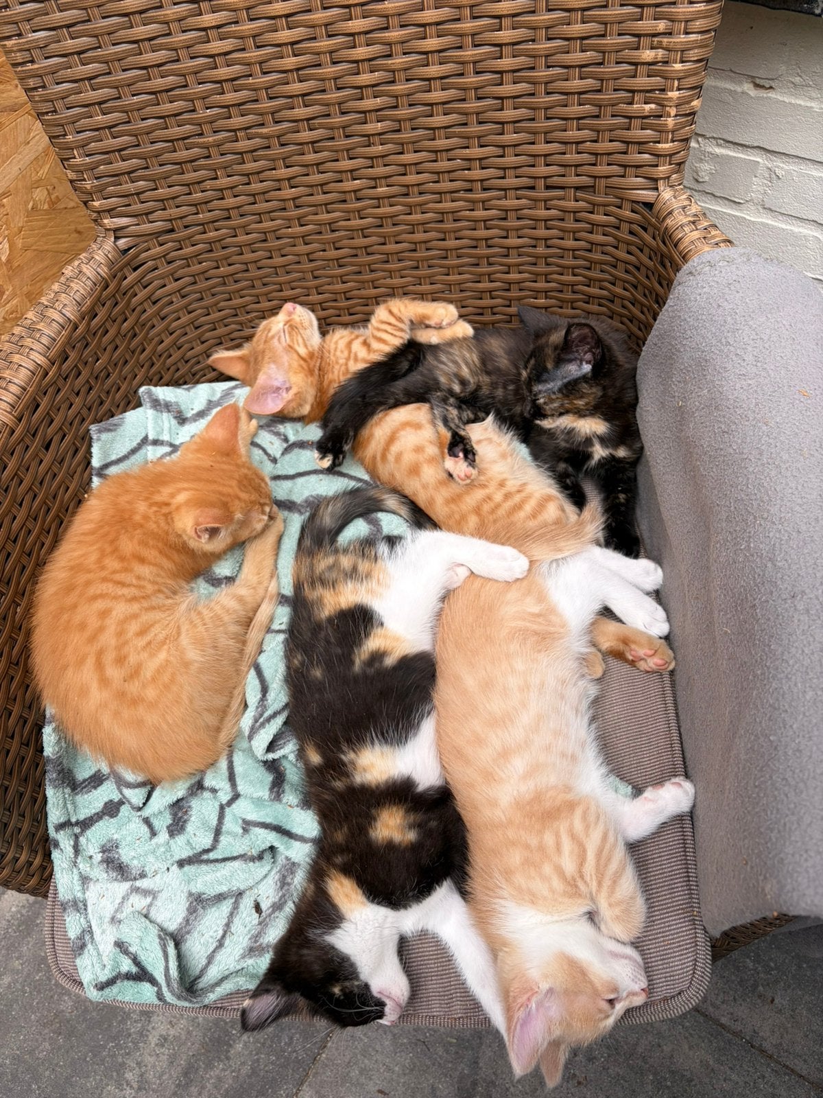 1/2 Maine Coon kittens, Dieren en Toebehoren, Meerdere dieren