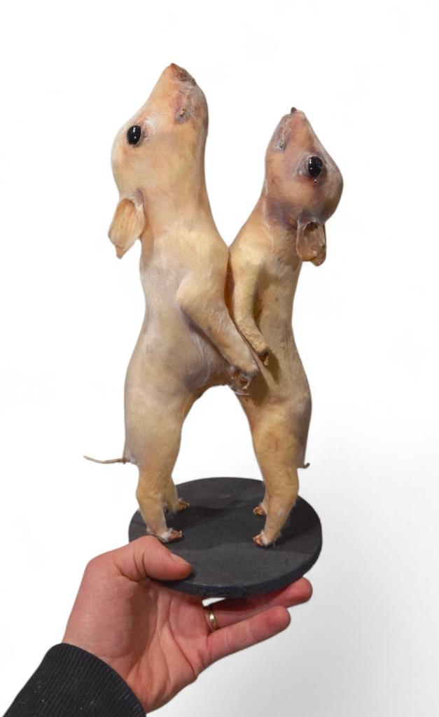 Zeer zeldzaam opgezette Siamese biggetje, Ophalen of Verzenden, Nieuw, Opgezet dier