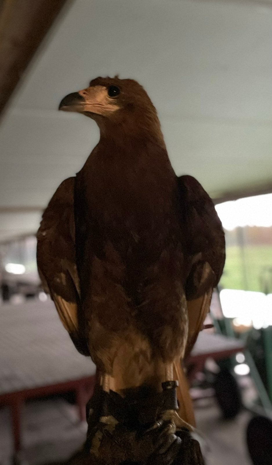 Berg carcara, Dieren en Toebehoren, Vrouwelijk, Roofvogel, Tam