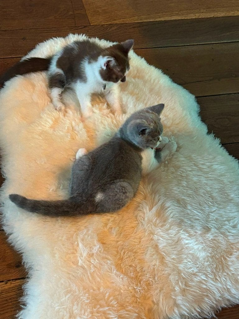 Britse korthaar kittens met stamboom, Meerdere dieren, Met stamboom, 0 tot 2 jaar