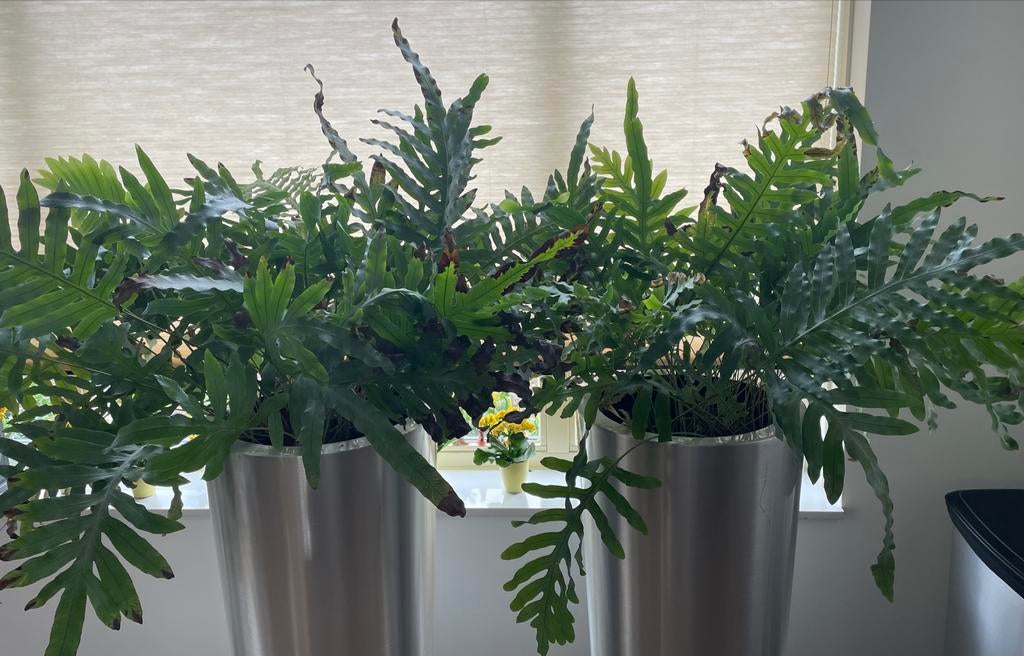 2 Grote Kamerplanten zonder pot - 60cm hoog, 90-100cm breed, Huis en Inrichting, Kamerplanten, Ophalen, Overige soorten, Halfschaduw