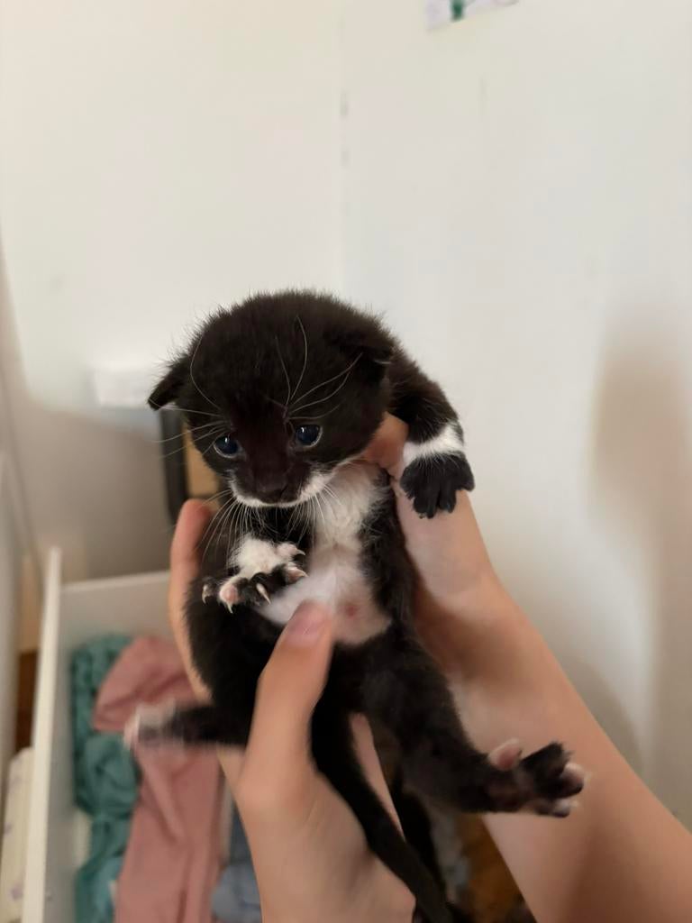 4 lieve kittens, Dieren en Toebehoren, Katten en Kittens | Overige Katten, Meerdere dieren, Kortharig, 0 tot 2 jaar