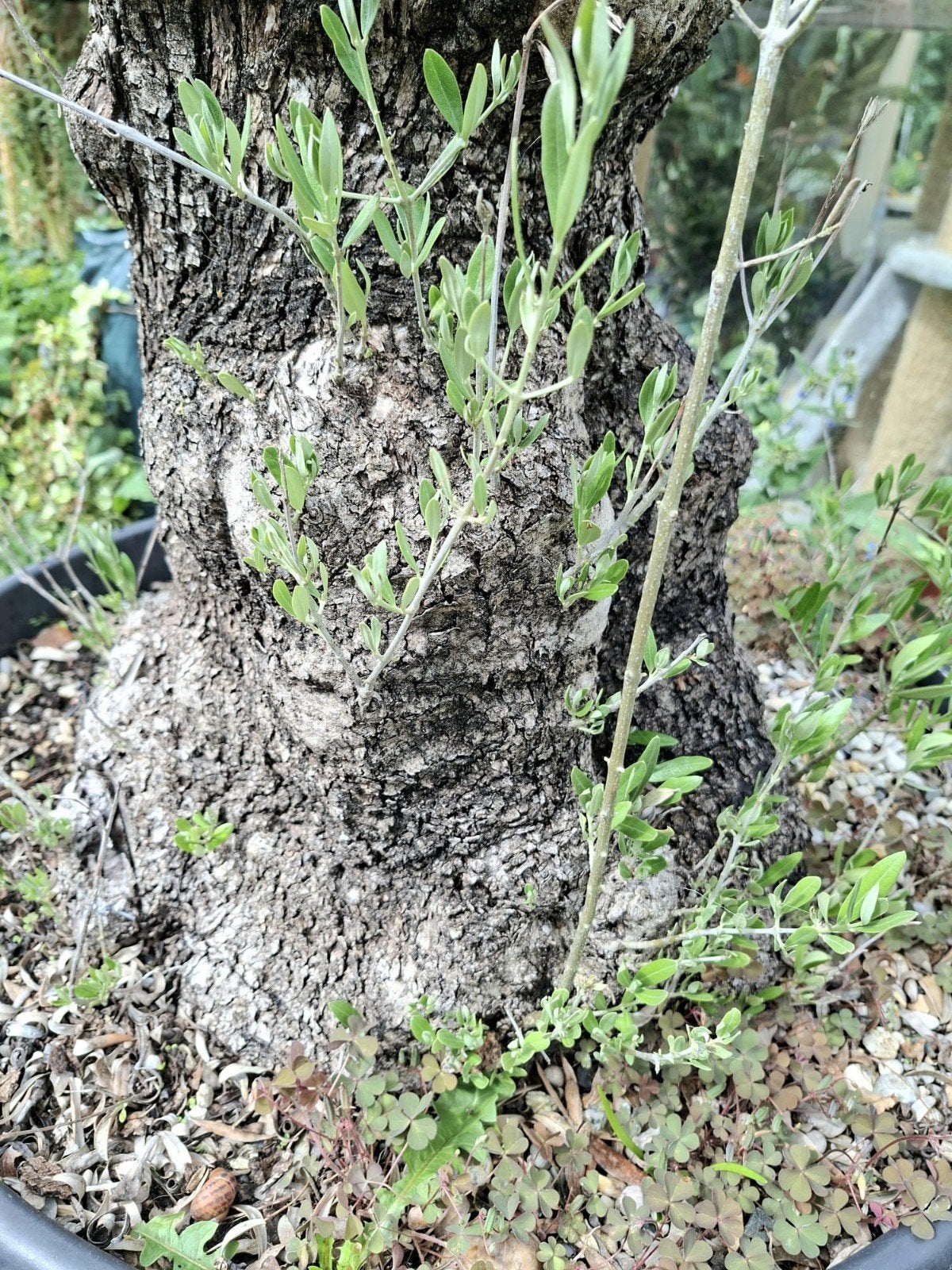 Olijfboom in pot - Mediterrane sfeer voor uw tuin, Ophalen of Verzenden, Overige soorten, Volle zon
