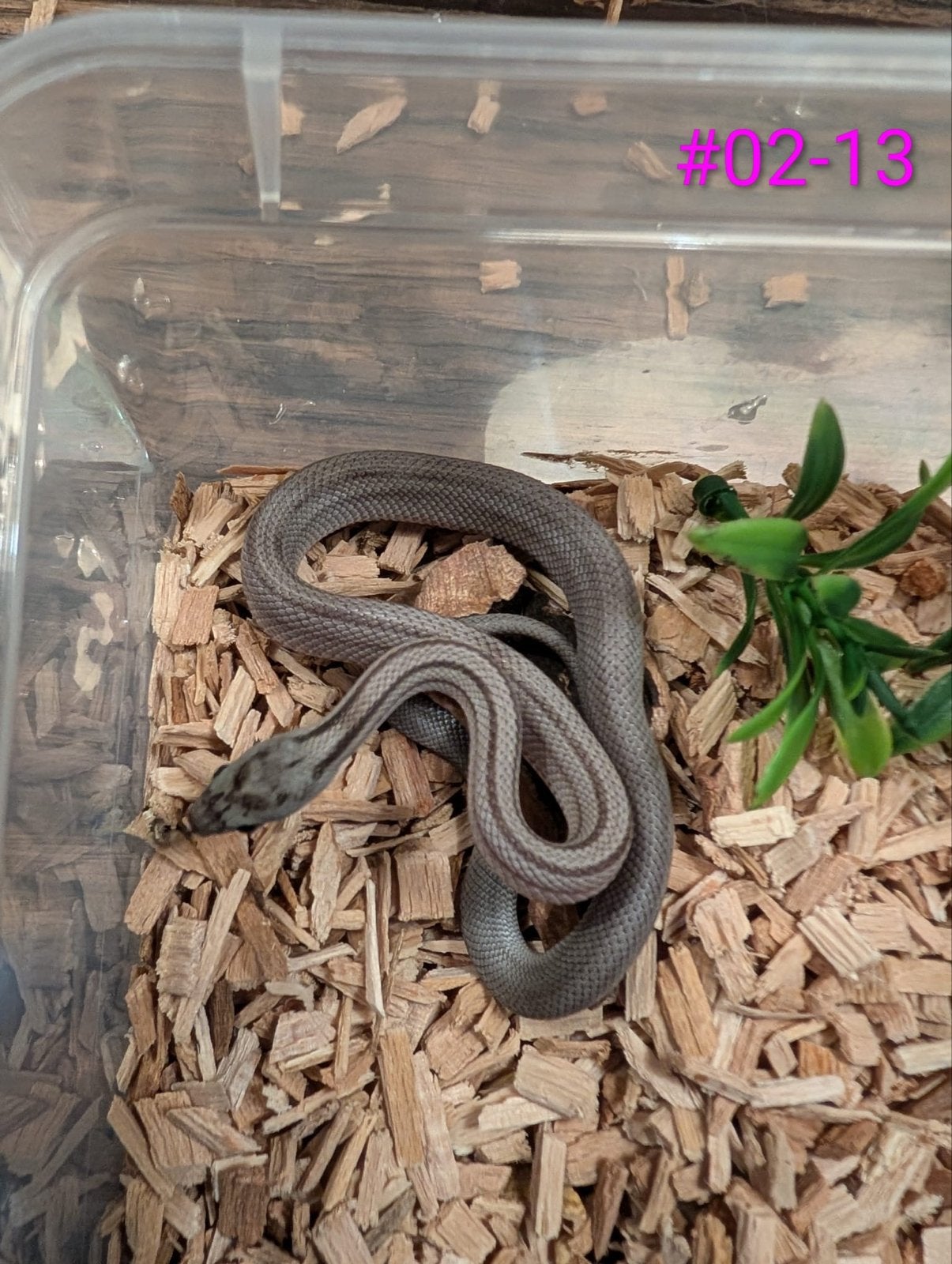 Jonge Anery / Charcoal rattenslangen Rat Snake photo 7
