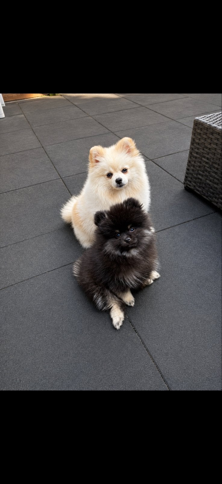Pomeriaan pup reu 3 maandjes oud, 15 weken tot 1 jaar, Eén hond, CDV (hondenziekte), Nederland