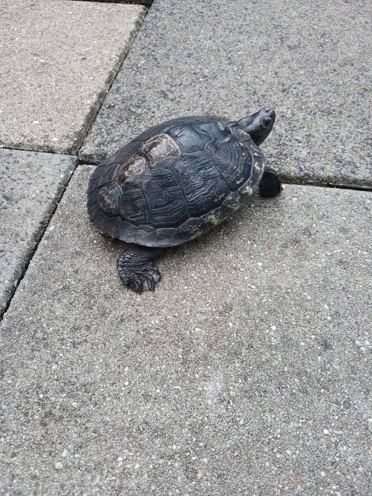 Schildpad, Dieren en Toebehoren, Schildpad, Tam, 11 jaar of ouder