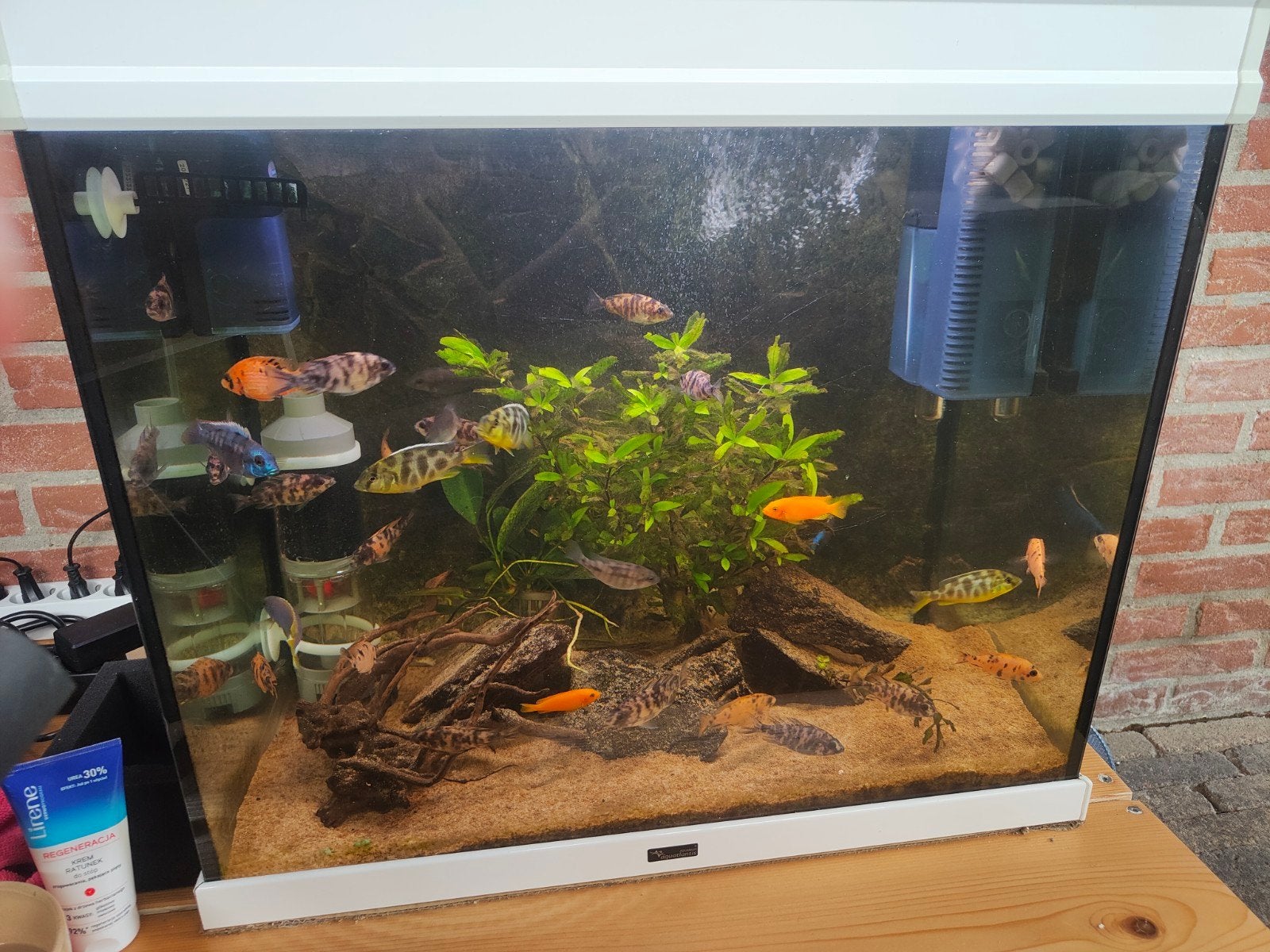 Vissen Malawi, Ophalen, Zo goed als nieuw, Gevuld zoetwateraquarium