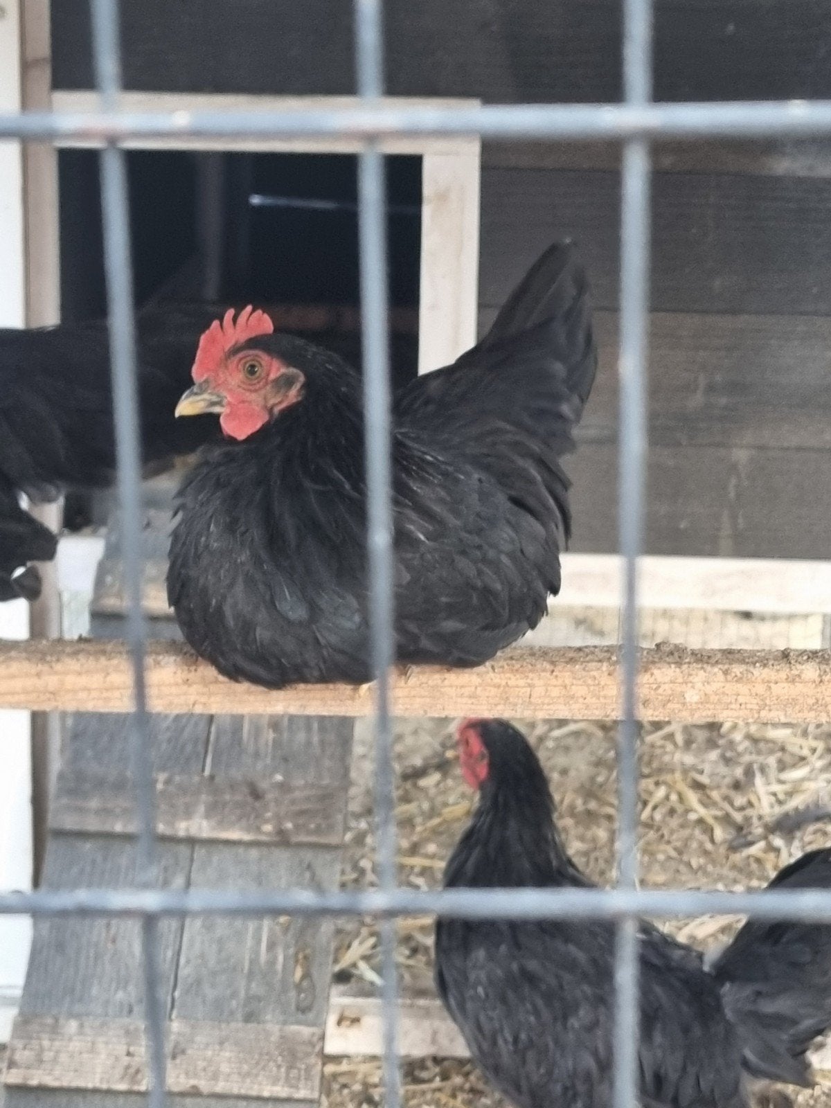 2 jonge serama hanen, Mannelijk, Kip