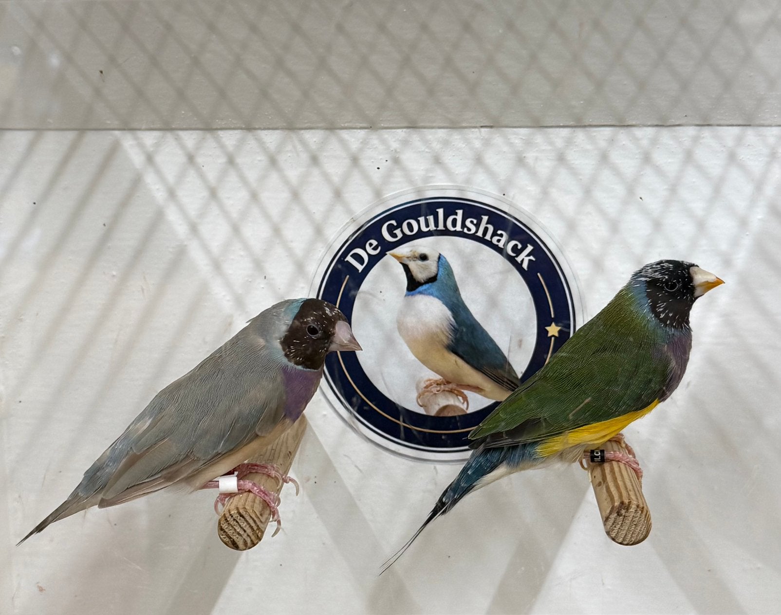 Gouldamadine (koppel 7), Meerdere dieren, Geringd