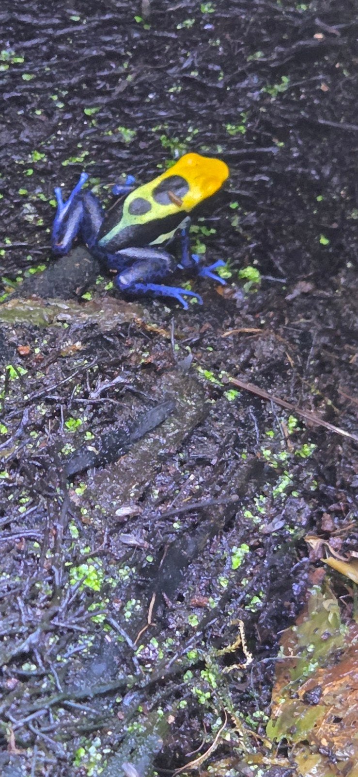Dendrobates tinctorius brasil, Meerdere dieren, Eend