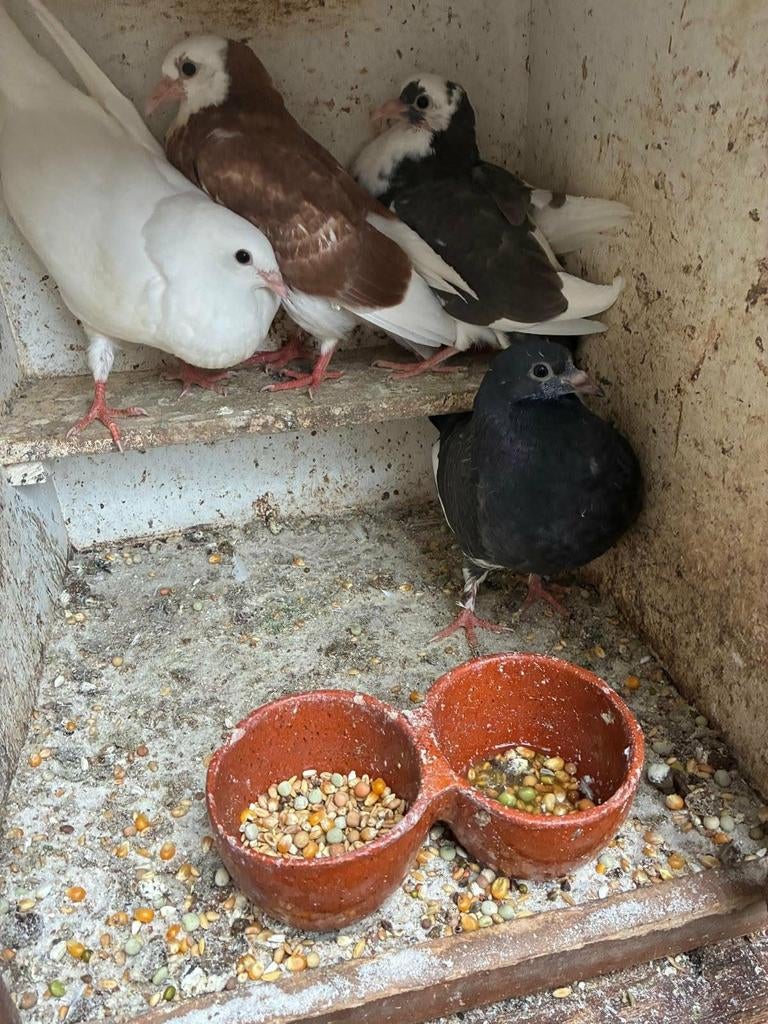 2 koppels te koop, Dieren en Toebehoren, Vogels | Duiven, Meerdere dieren, Overige soorten