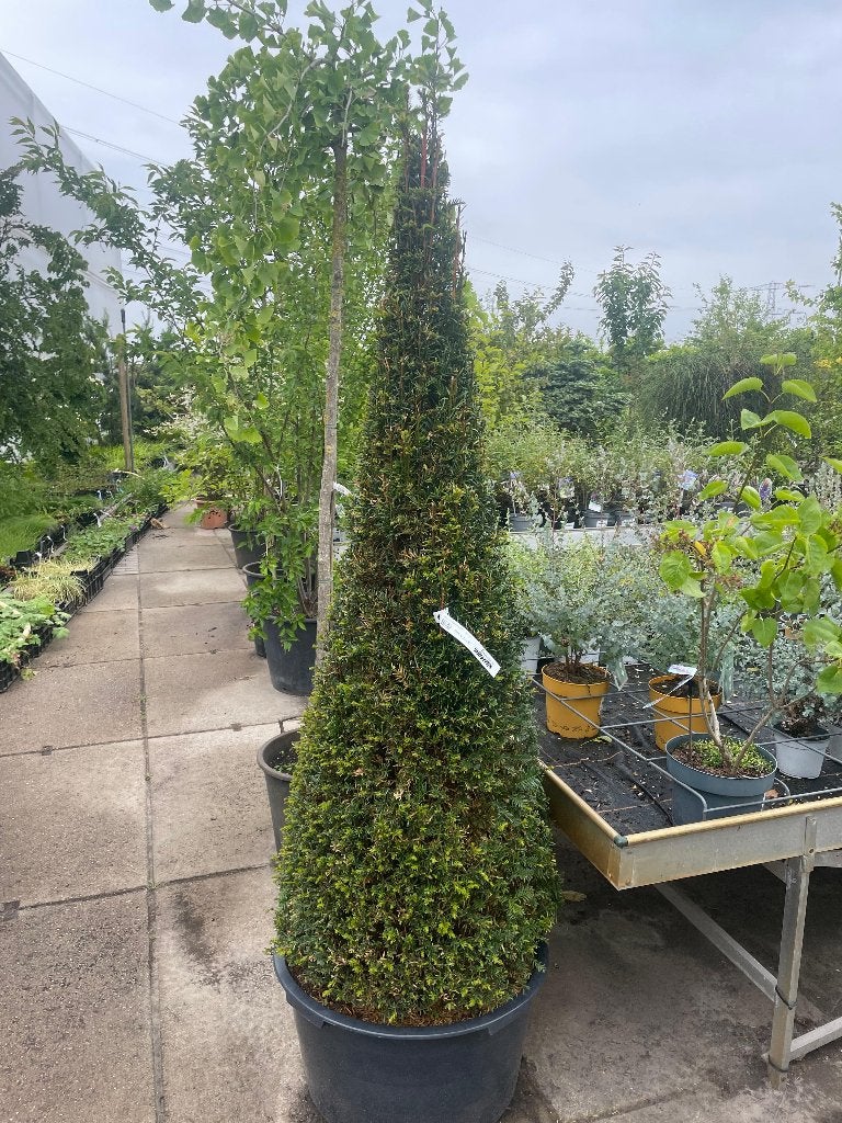 Taxus baccata, Ophalen, Taxus, 100 tot 250 cm