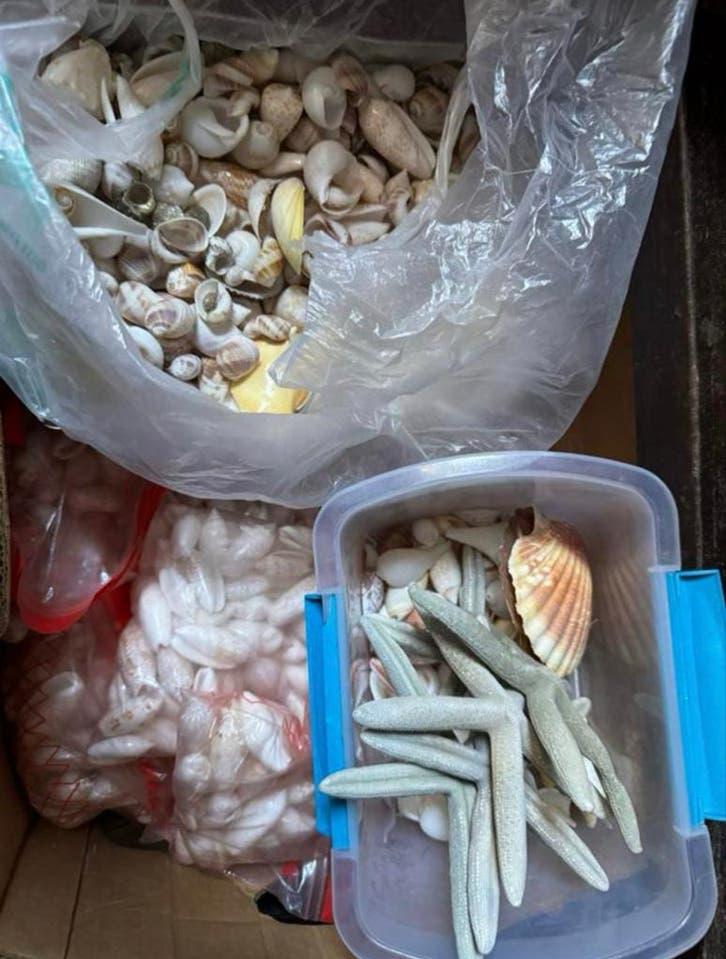 Grote collectie diverse schelpen en zeesterren, Ophalen, Gebruikt