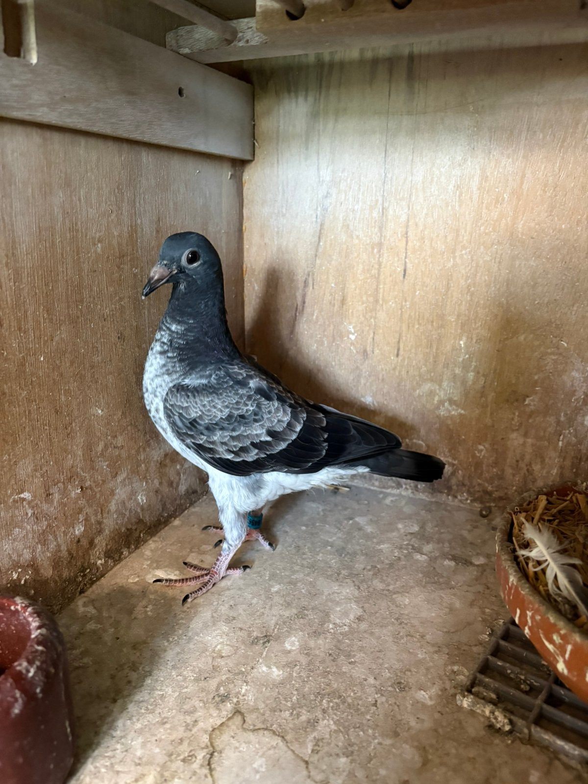 Mooi schimmeltje uit de kwekers, Dieren en Toebehoren, Postduif