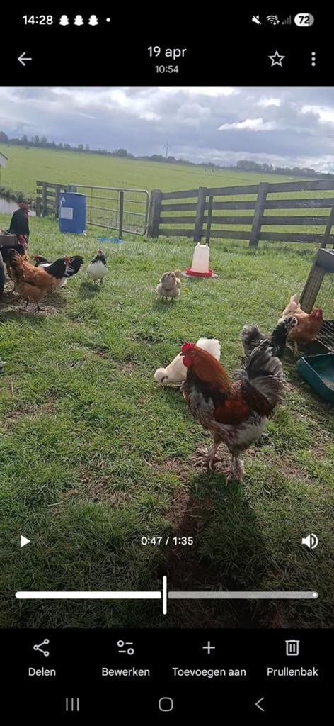 Brahma haan, Dieren en Toebehoren, Pluimvee, Mannelijk, Kip