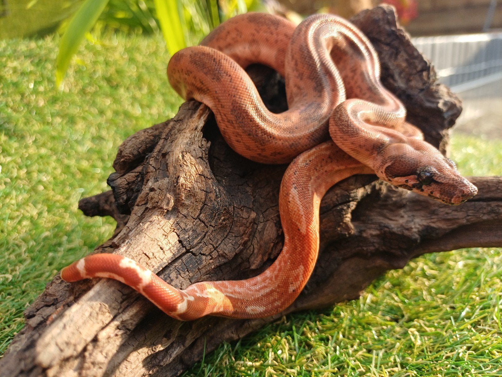 Hypo Leopard 100% het Kahl Albino  Boa., Dieren en Toebehoren, Slang, 3 tot 6 jaar