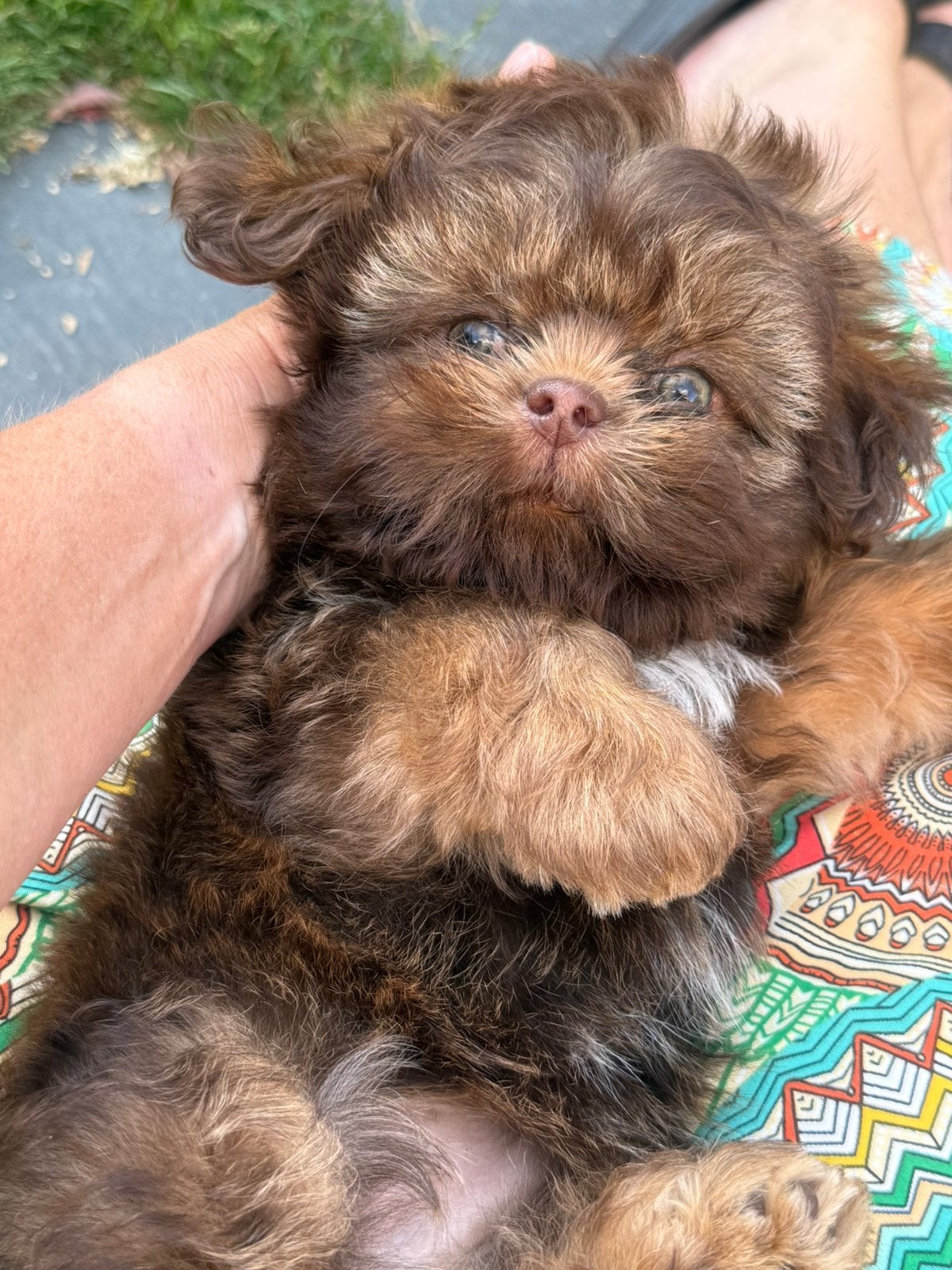 Shih Tzu pupjes, Parvo, België, Overige rassen, 8 tot 15 weken
