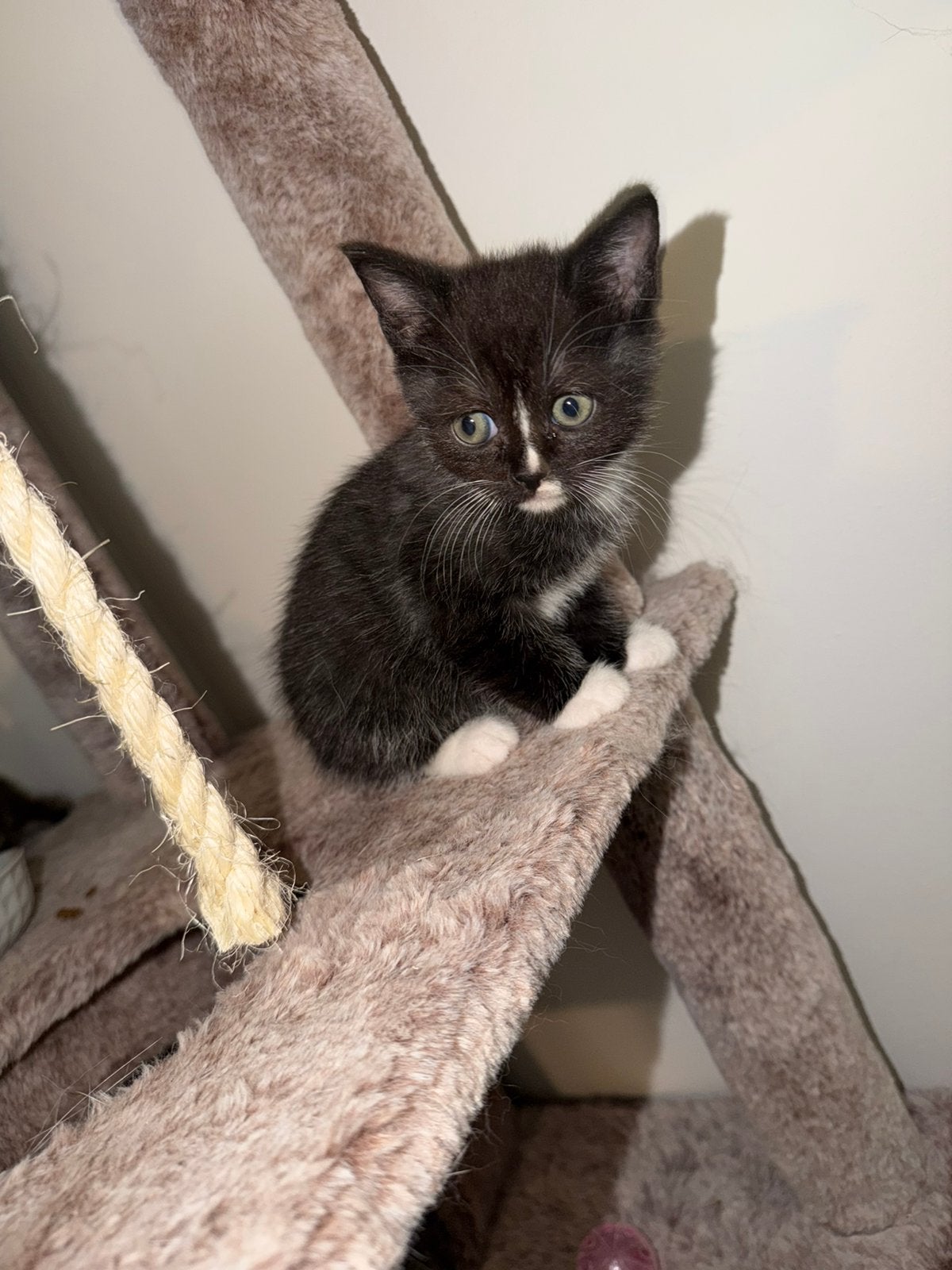 Kittens, Meerdere dieren, 0 tot 2 jaar