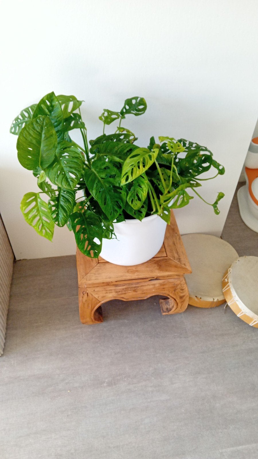 Stekken van Monstera Adansonii - Gatenplant s, Overige soorten, Minder dan 100 cm, Groene kamerplant, Halfschaduw