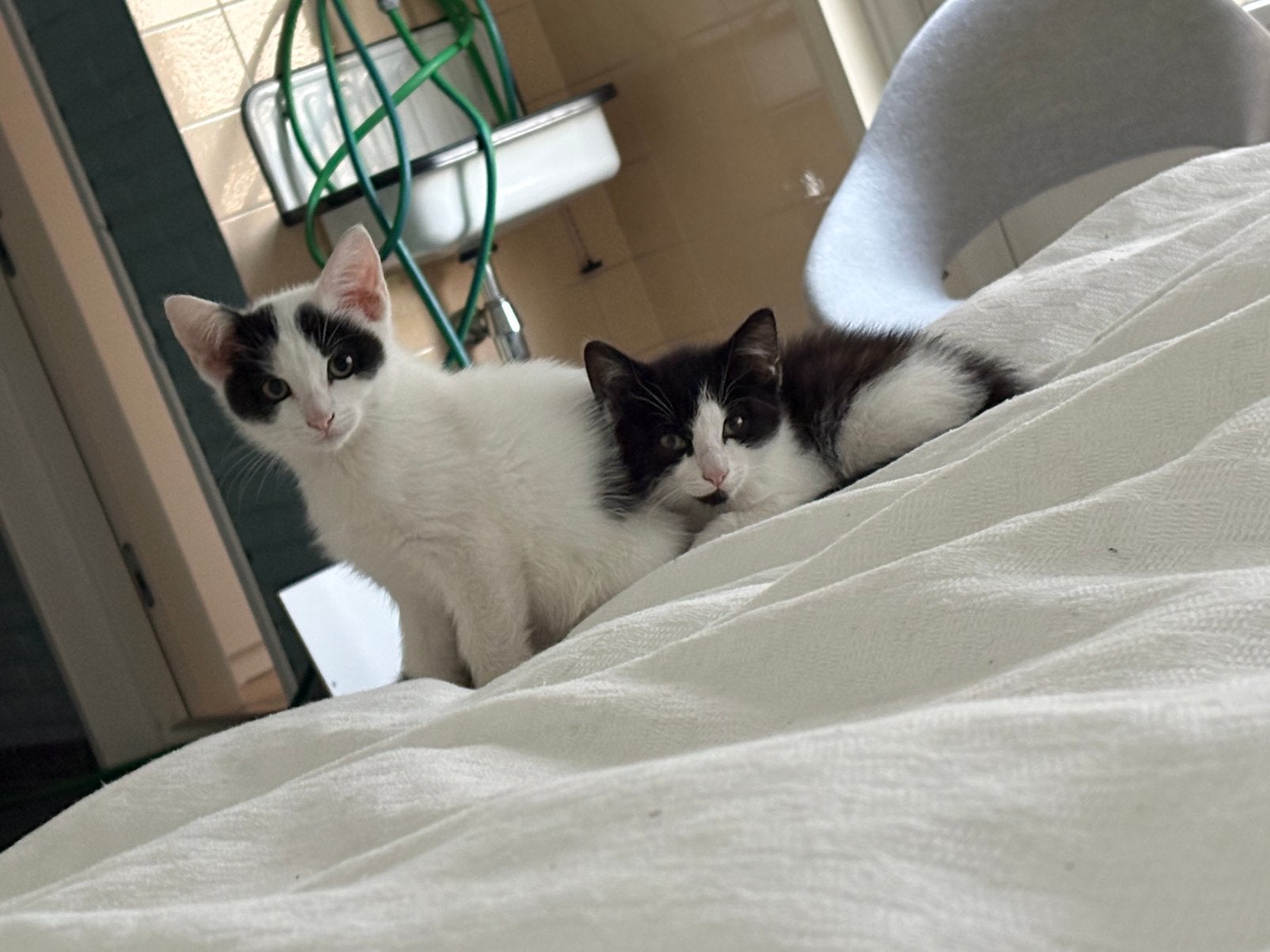 Kittens ! Zwart/wit ( europees korthaar), Dieren en Toebehoren, Katten en Kittens | Overige Katten, Meerdere dieren