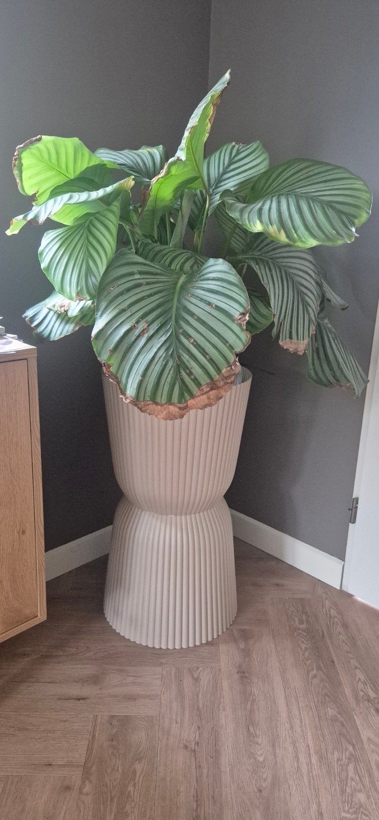 Plant in Pot, Ophalen of Verzenden, In pot, Halfschaduw, Minder dan 100 cm