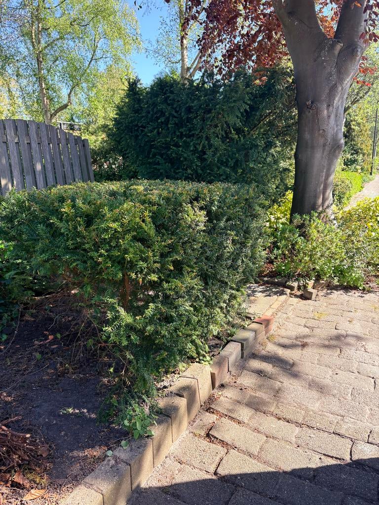 Taxus haagplanten - Groenblijvend en onderhoudsvriendelijk, Tuin en Terras, Planten | Tuinplanten, Overige soorten, Volle zon