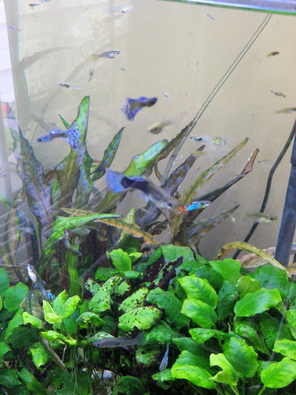 baby guppen, Dieren en Toebehoren, Vis, Zoetwatervis