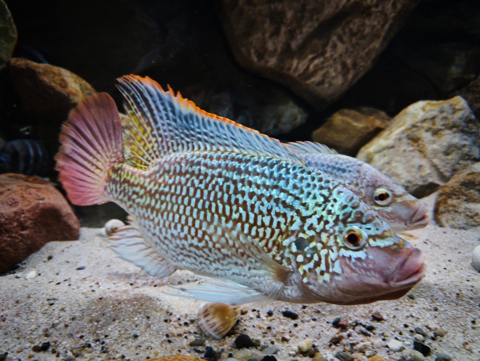 Oreochromis Tanganicae F1 - volwassen groep 1.2, Dieren en Toebehoren, Vis, Zoetwatervis