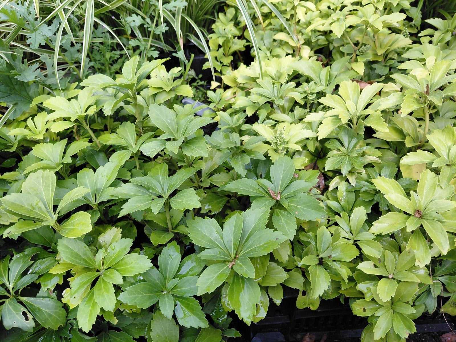 Pachysandra - Wintergroene Bodembedekker, Tuin en Terras, Ophalen, Bodembedekkers, Vaste plant, Volledige schaduw