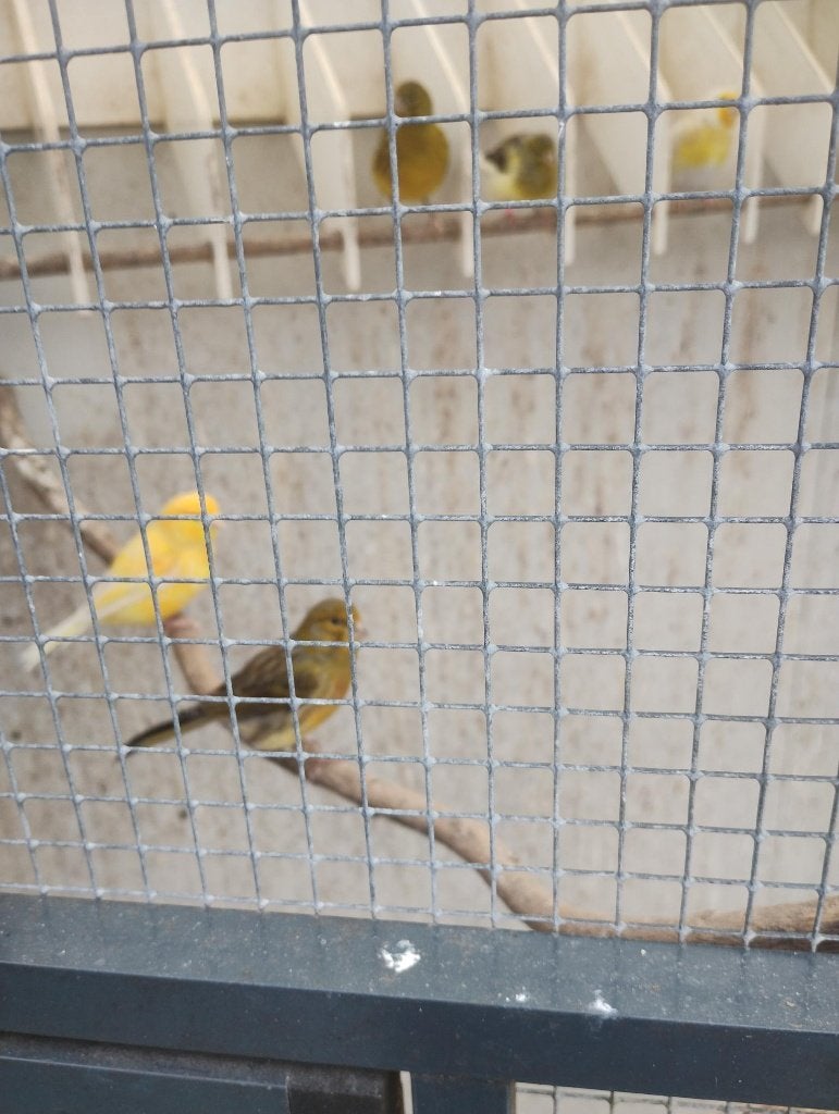 gele kanaries met een vlekje, Meerdere dieren, Kleurkanarie