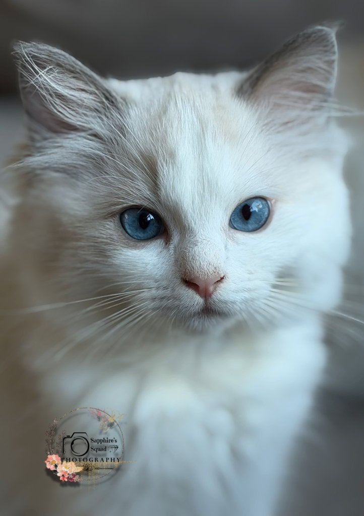 Prachtige Ragdoll kittens met stamboom en uit geteste ouders, Dieren en Toebehoren, Katten en Kittens | Raskatten | Langhaar, Meerdere dieren