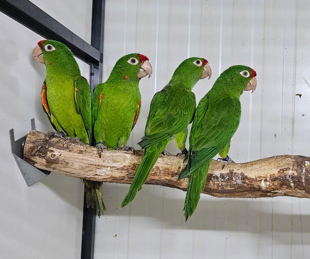 2-2 Aratinga finsch, Dieren en Toebehoren, Meerdere dieren
