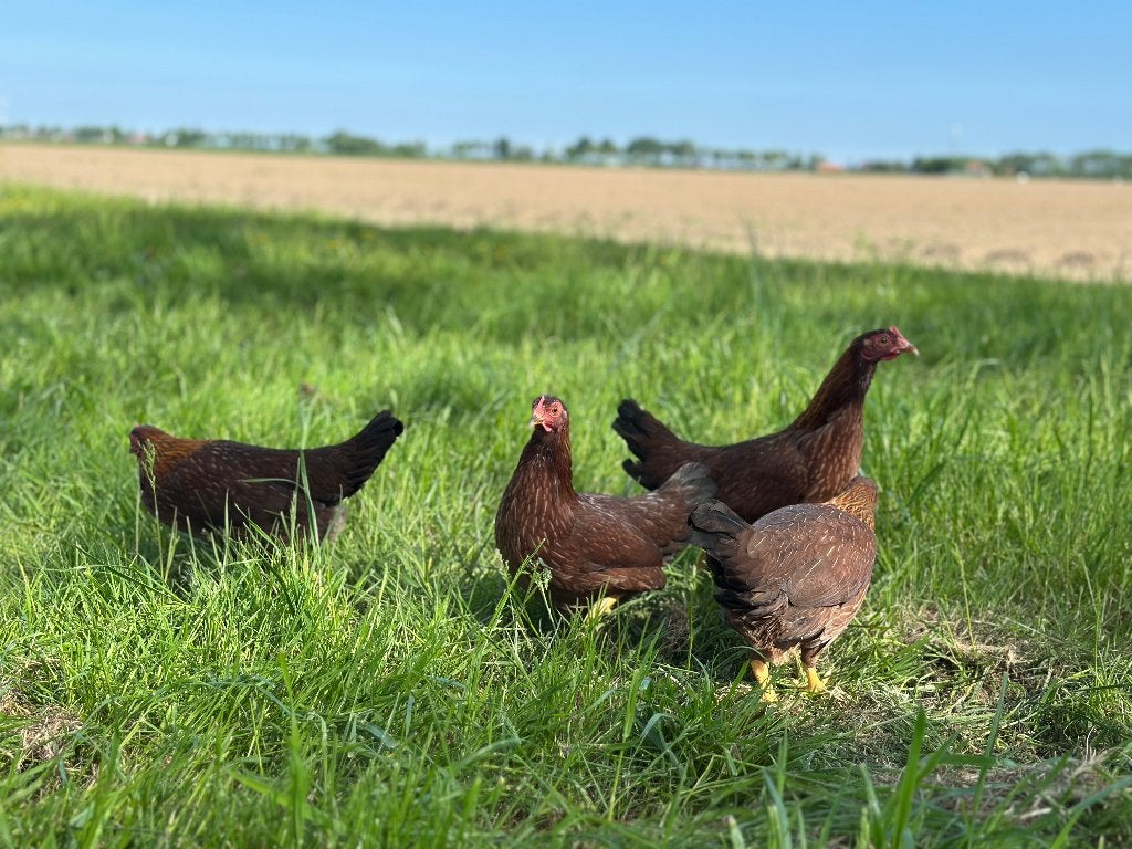 Jonge tamme Welsumer kriel kippen gesekst & ingeënt, Dieren en Toebehoren, Pluimvee, Vrouwelijk, Kip