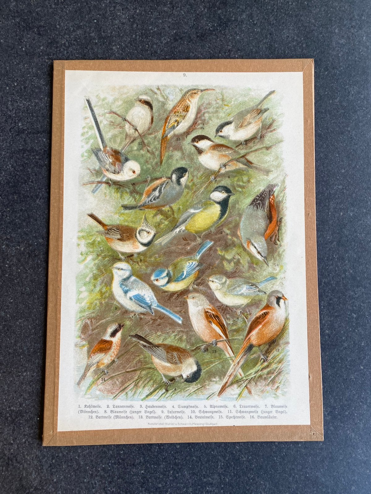 Vele prenten zangvogels 20x29 cm pst 5 euro oa ijsvogel, Antiek en Kunst, Ophalen of Verzenden, Natuur en Biologie