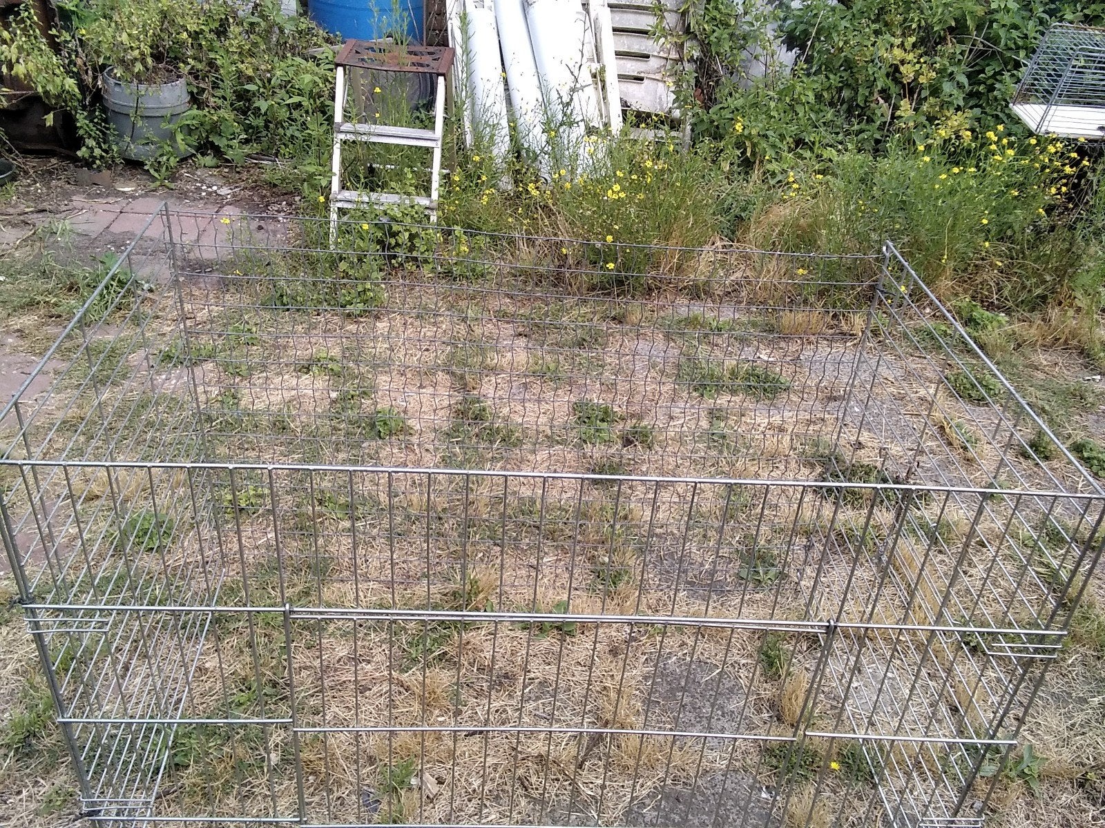 ren, Dieren en Toebehoren, Gebruikt, 60 tot 90 cm, Fret, Ophalen of Verzenden