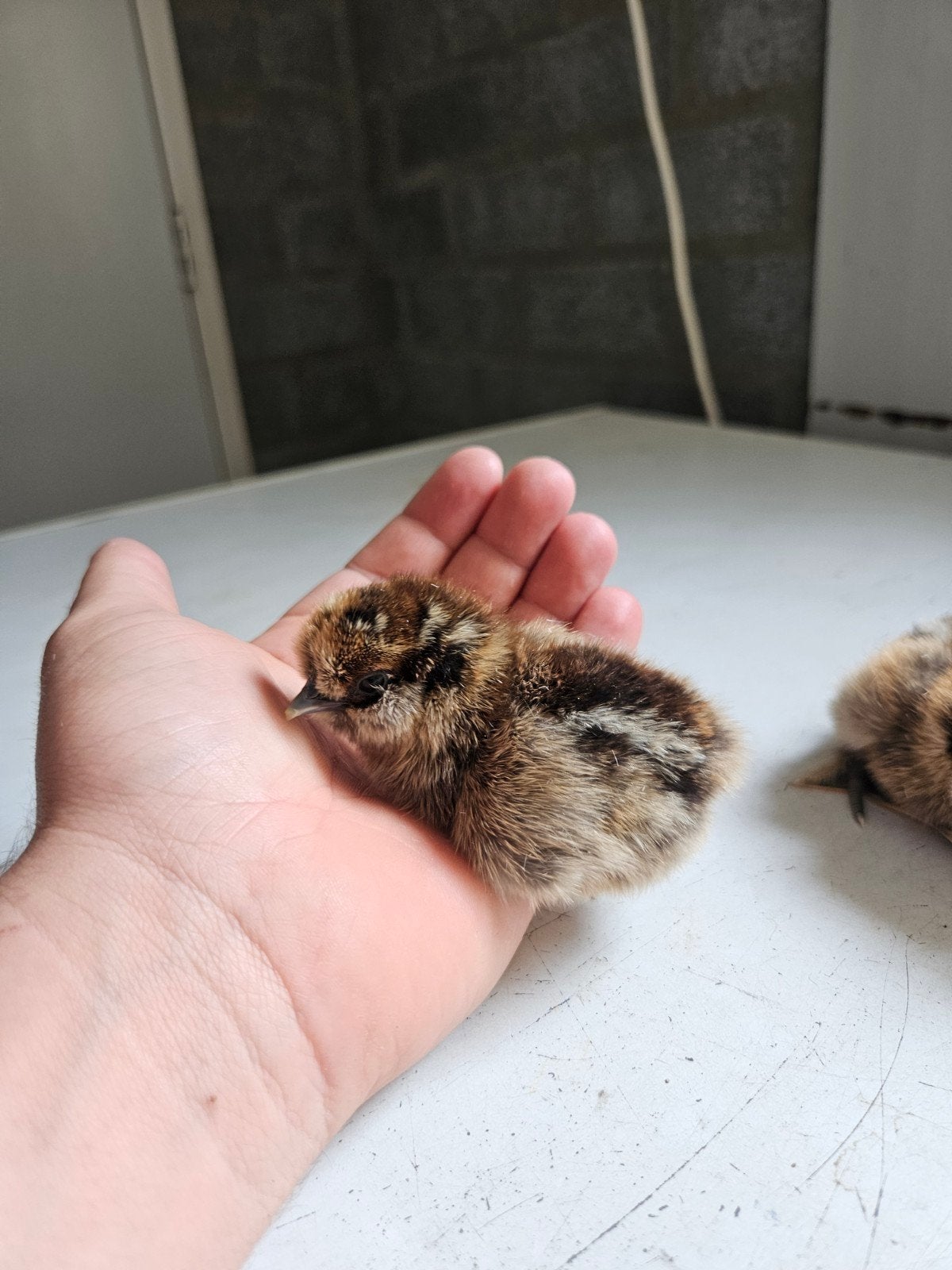 zijndehoen kuikens, Dieren en Toebehoren, Geslacht onbekend, Kip