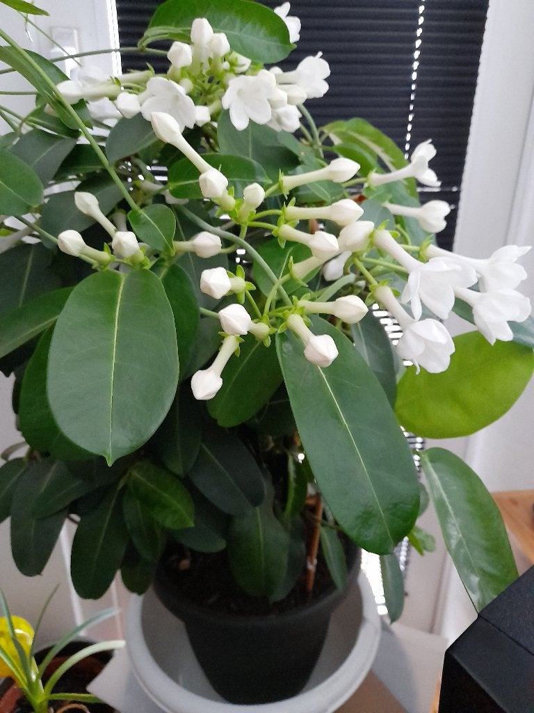 Bruidsbloem of Stephanotis, Ophalen, Vetplant, Halfschaduw, In pot