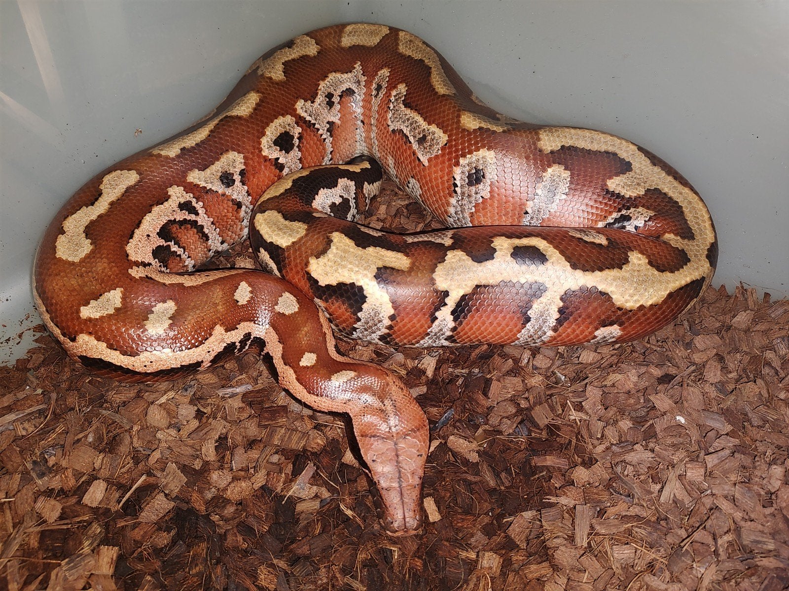 python Brongersmai (bloedpython) man n.k. 2023, Dieren en Toebehoren, Slang, 0 tot 2 jaar