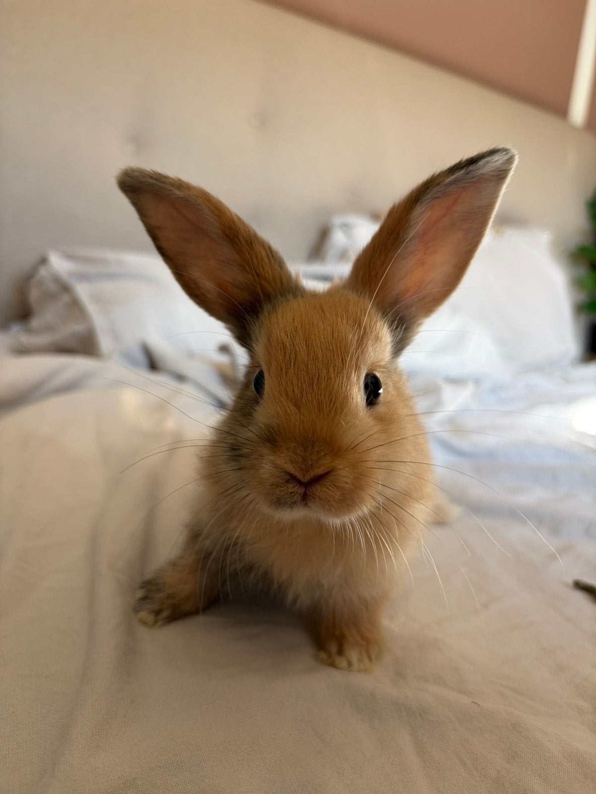 Deze lieve dwergkonijntjes zoeken nu een liefdevol thuis!, Dieren en Toebehoren, Konijnen, Meerdere dieren, Middelgroot, 0 tot 2 jaar